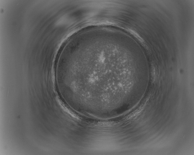 X0000073890840200608180931