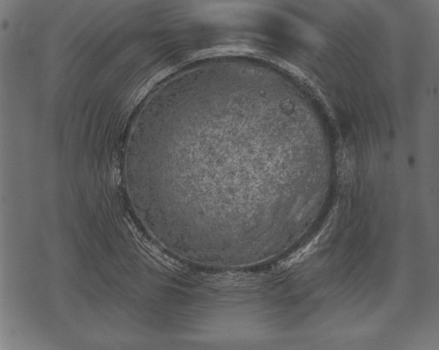 X0000073890929200608180930