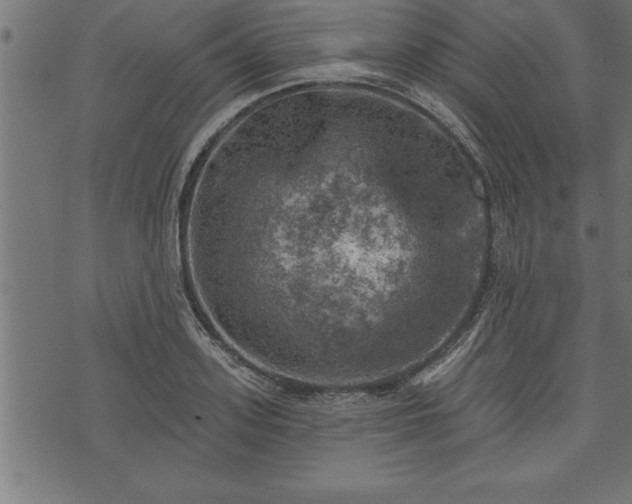 X0000073890939200608180930