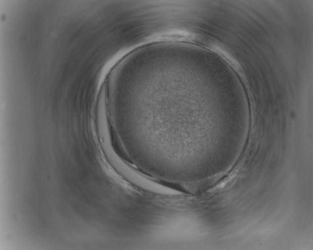 X0000073890960200608180930