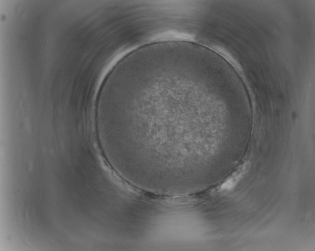 X0000073891008200608180929