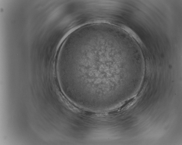 X0000073891052200608180929