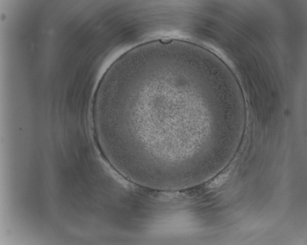 X0000073891056200608180929