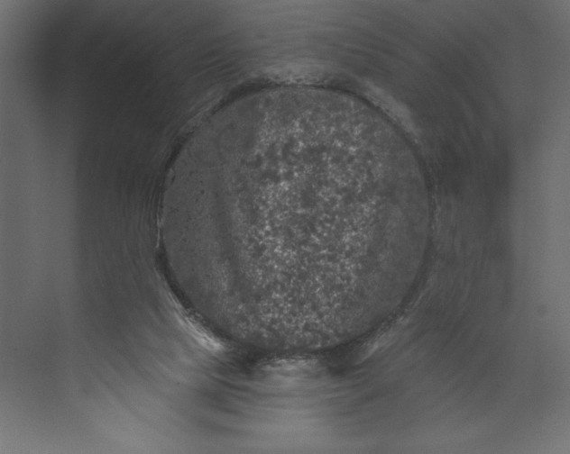 X0000073890065200608251442