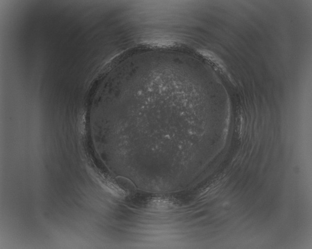 X0000073890596200608251433