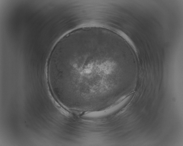 X0000073891388200608251420