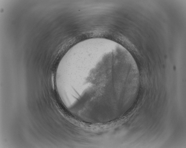 X0000073890022200609011704