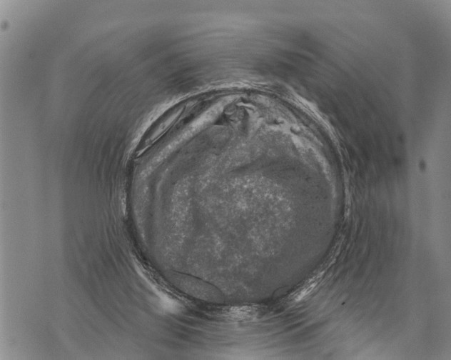 X0000073890060200609011703