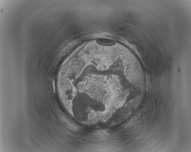 X0000073890061200609011703