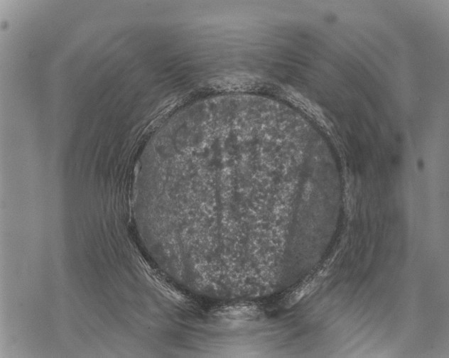 X0000073890065200609011703