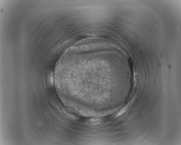 X0000073890095200609011704