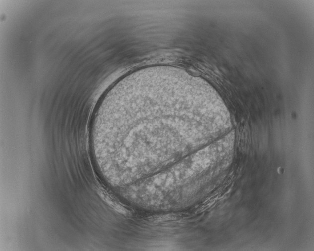 X0000073890100200609011703