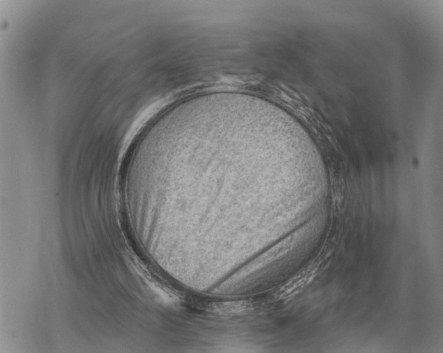 X0000073890102200609011703