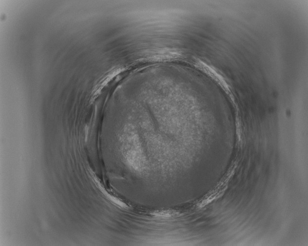 X0000073890105200609011703