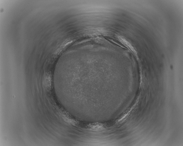 X0000073890113200609011703