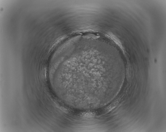 X0000073890115200609011703