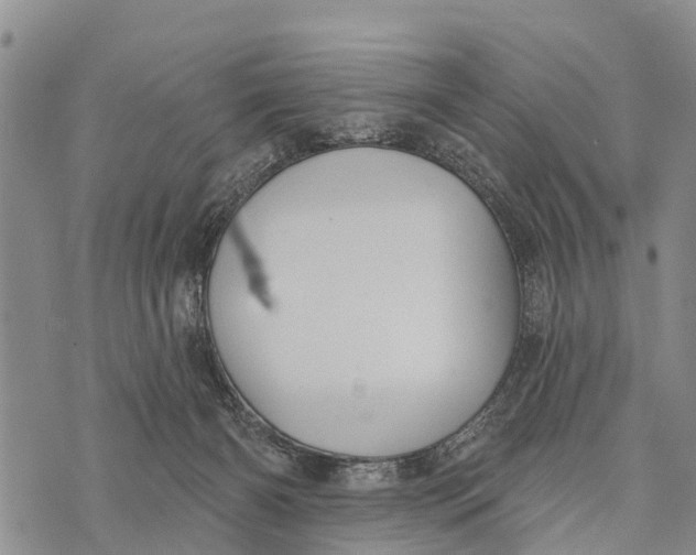 X0000073890126200609011703