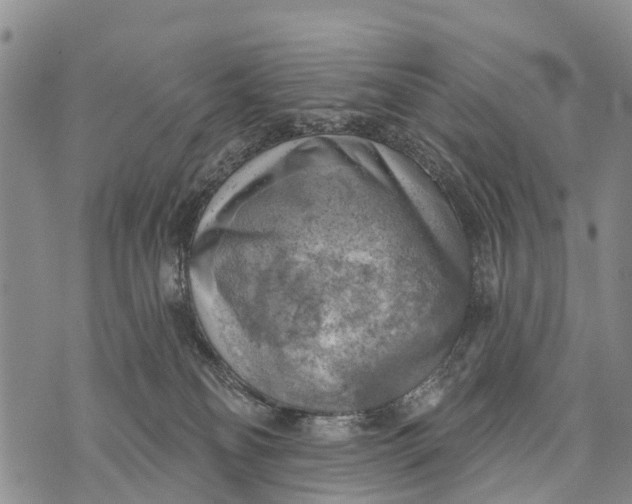 X0000073890134200609011703