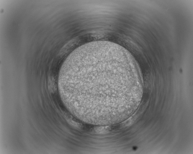 X0000073890136200609011703