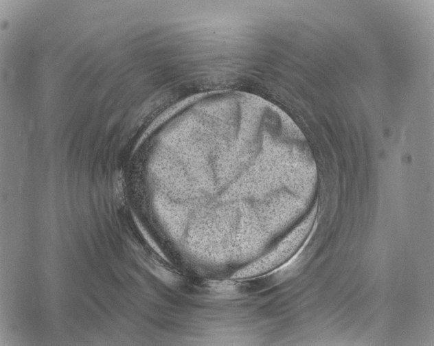 X0000073890144200609011702