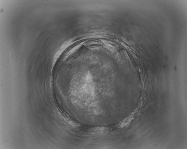 X0000073890152200609011702