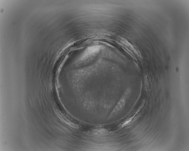 X0000073890203200609011701