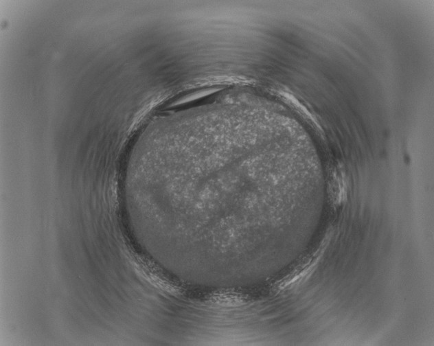 X0000073890207200609011701