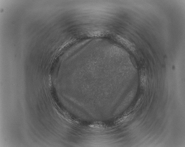 X0000073890211200609011701