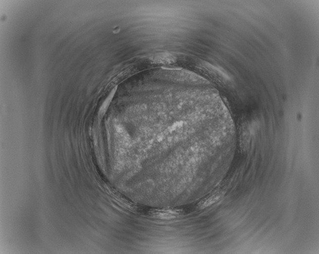 X0000073890229200609011701