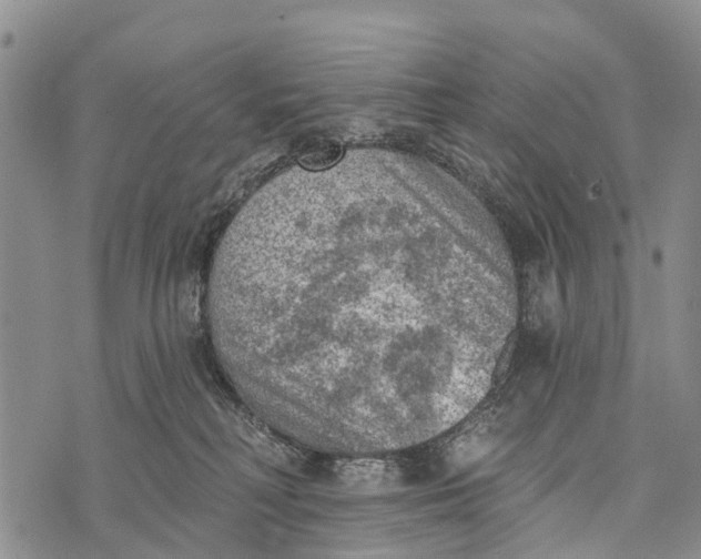 X0000073890230200609011701