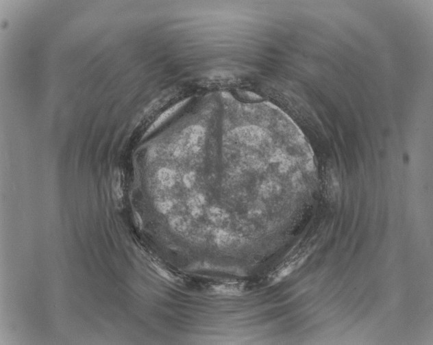 X0000073890232200609011701