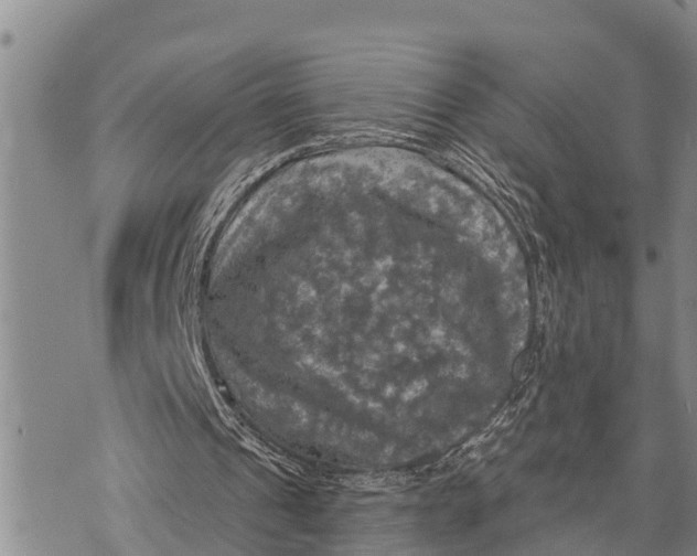 X0000073890241200609011700