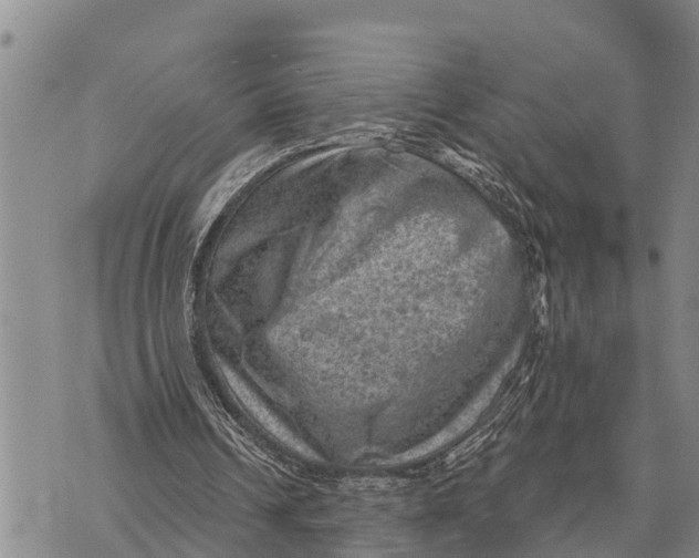 X0000073890242200609011700