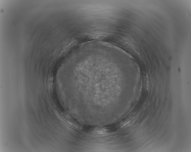 X0000073890263200609011700