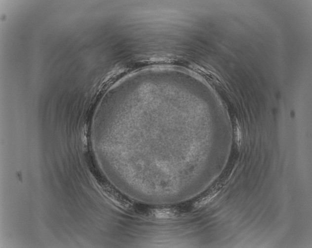 X0000073890264200609011700