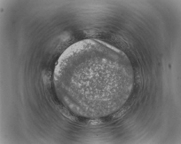 X0000073890275200609011701