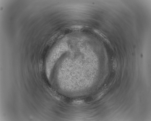 X0000073890283200609011701