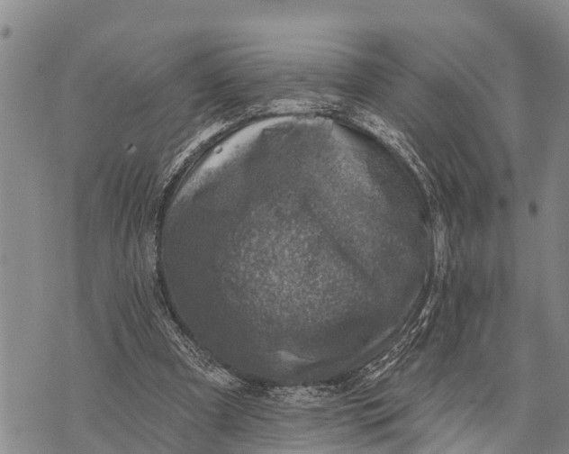 X0000073890297200609011700