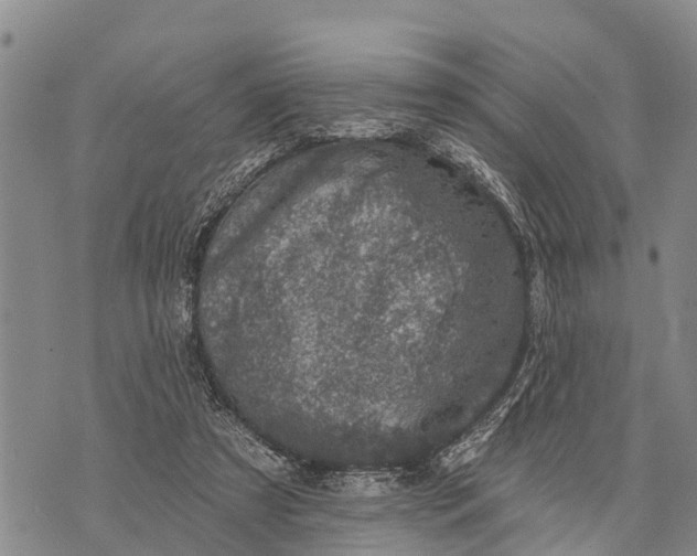 X0000073890305200609011700