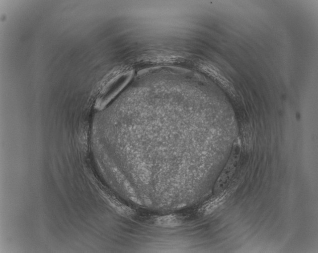 X0000073890309200609011700