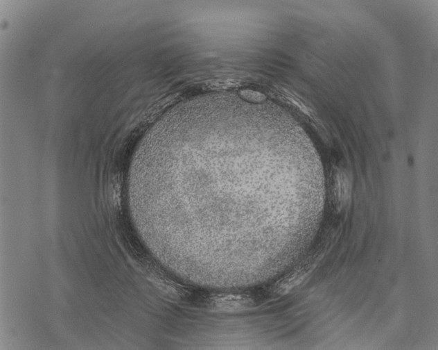 X0000073890315200609011700