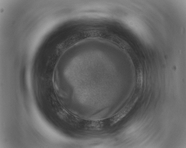 X0000073890383200609011659