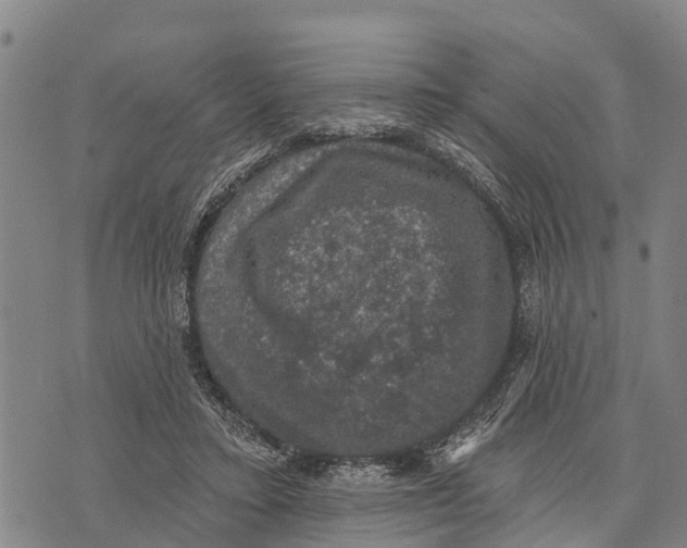 X0000073890403200609011658