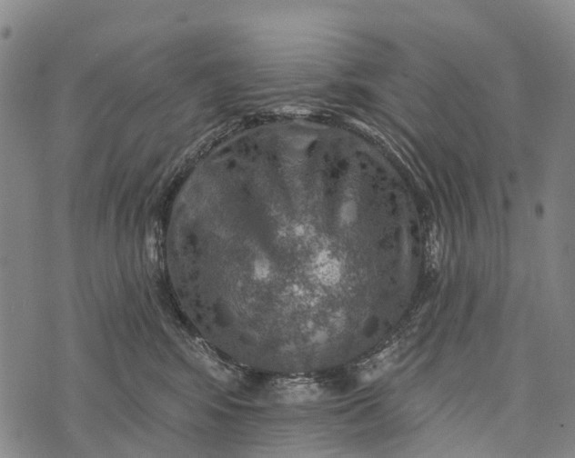 X0000073890424200609011658