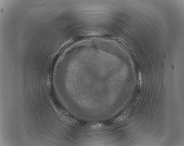 X0000073890456200609011657