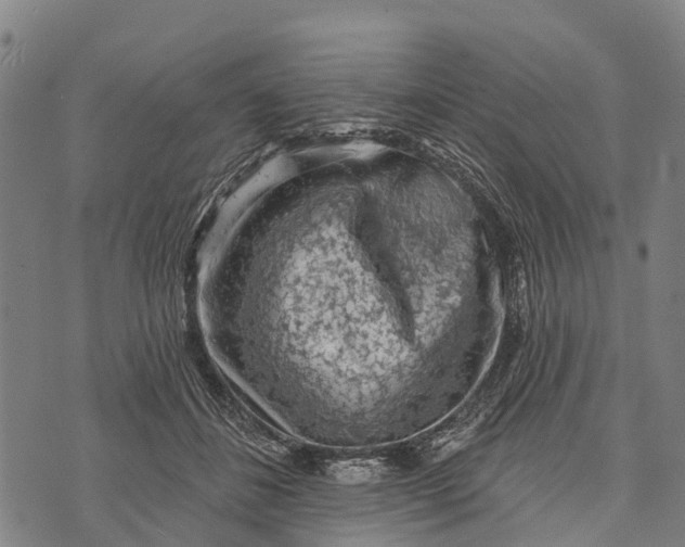 X0000073890508200609011656