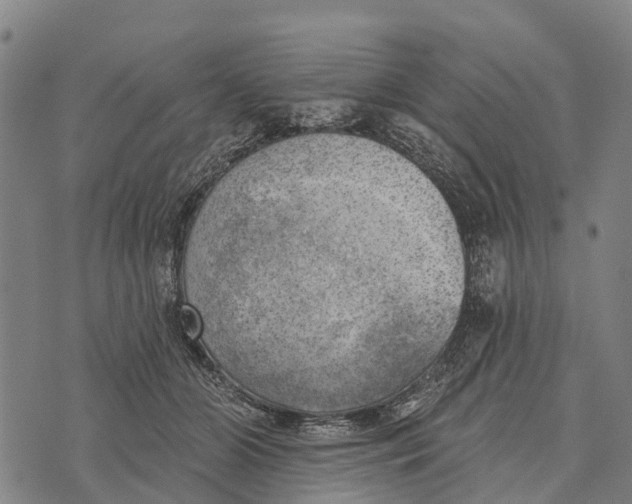 X0000073890510200609011656