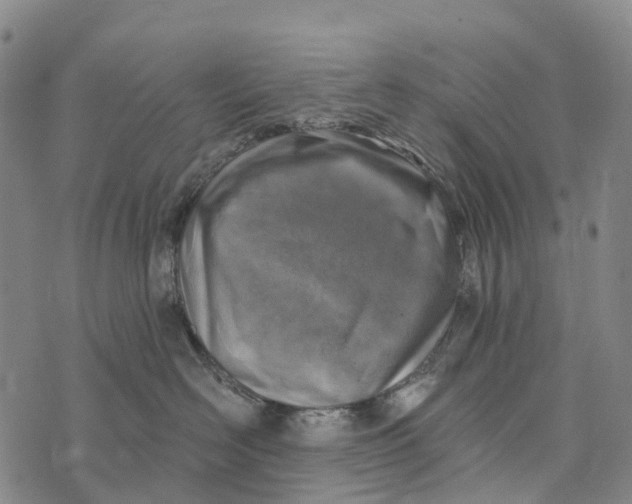 X0000073890526200609011656