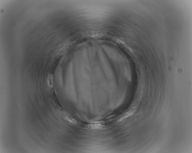 X0000073890528200609011656