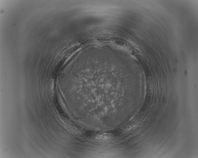 X0000073890550200609011656